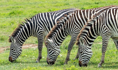 While all people are essentially the same, what differentiates them is primarily their education, environment, and experiences.